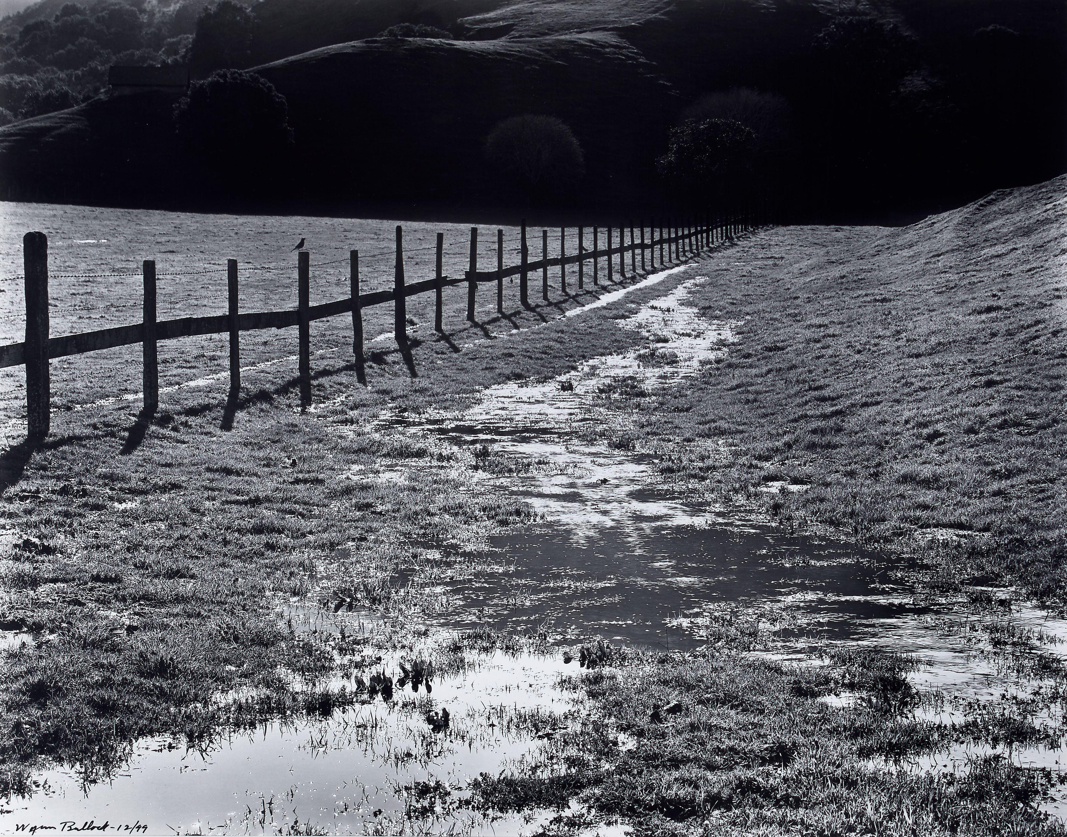 Wynn Bullock - Bird and Fence (The Meadow)