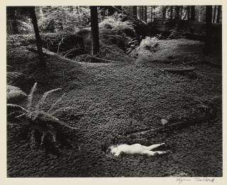 Wynn Bullock - Child In Forest