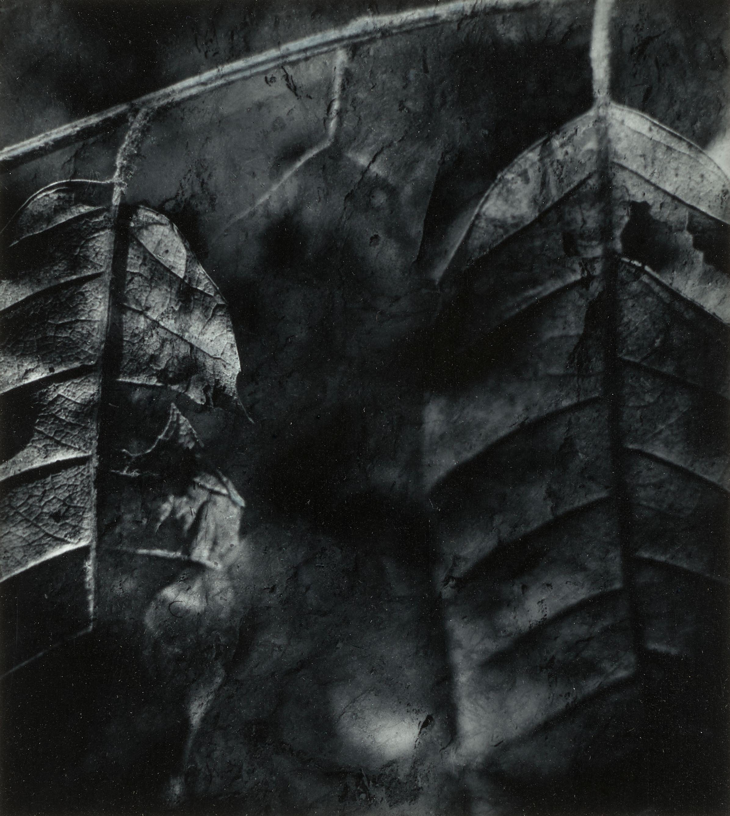 Wynn Bullock - Leaves