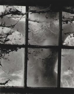 Wynn Bullock - Untitled (Nude Behind Window), 1955