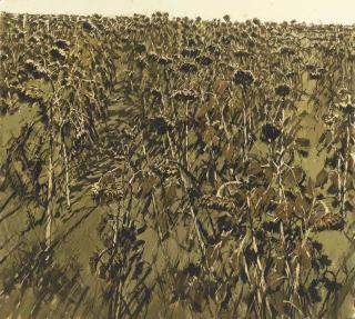 Xu Jiang - Twelve Views of a Sunflower Field XII