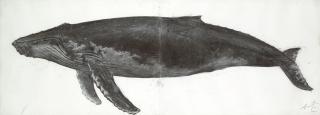 Ye Linghan - Whale