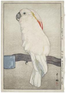 Yoshida Hiroshi - Obatan omu (Obatan parrot)
