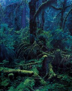 Yoshihiko Ueda - Quinault #1, 1990 