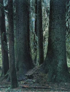 Yoshihiko Ueda - Quinault #11, 1991