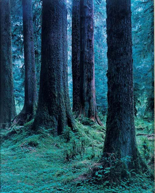 Yoshihiko Ueda - Quinault # 8, 1991