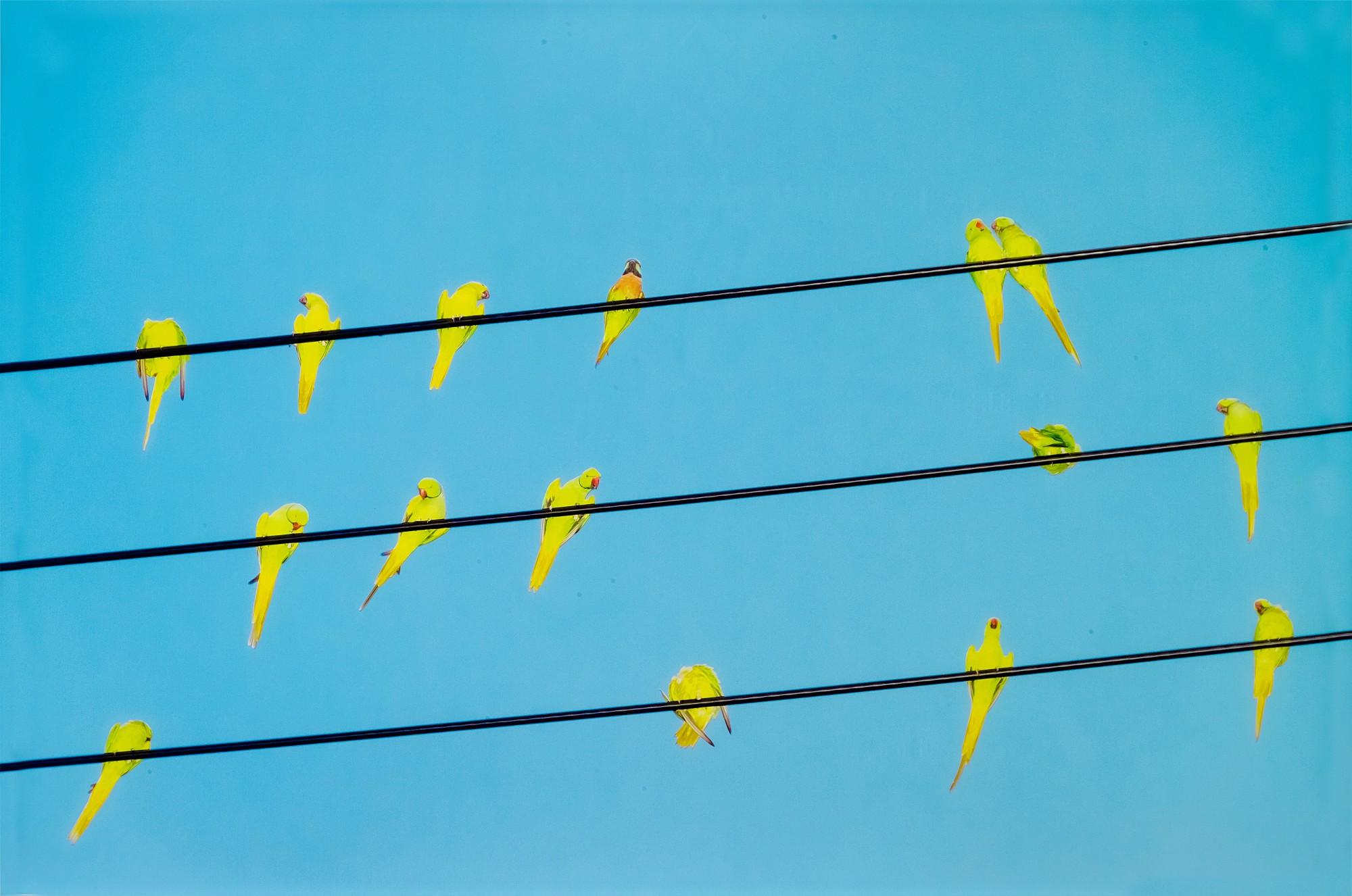 Yoshinori Mizutani - Tokyo Parrots 012