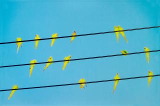 Yoshinori Mizutani - Tokyo Parrots 012