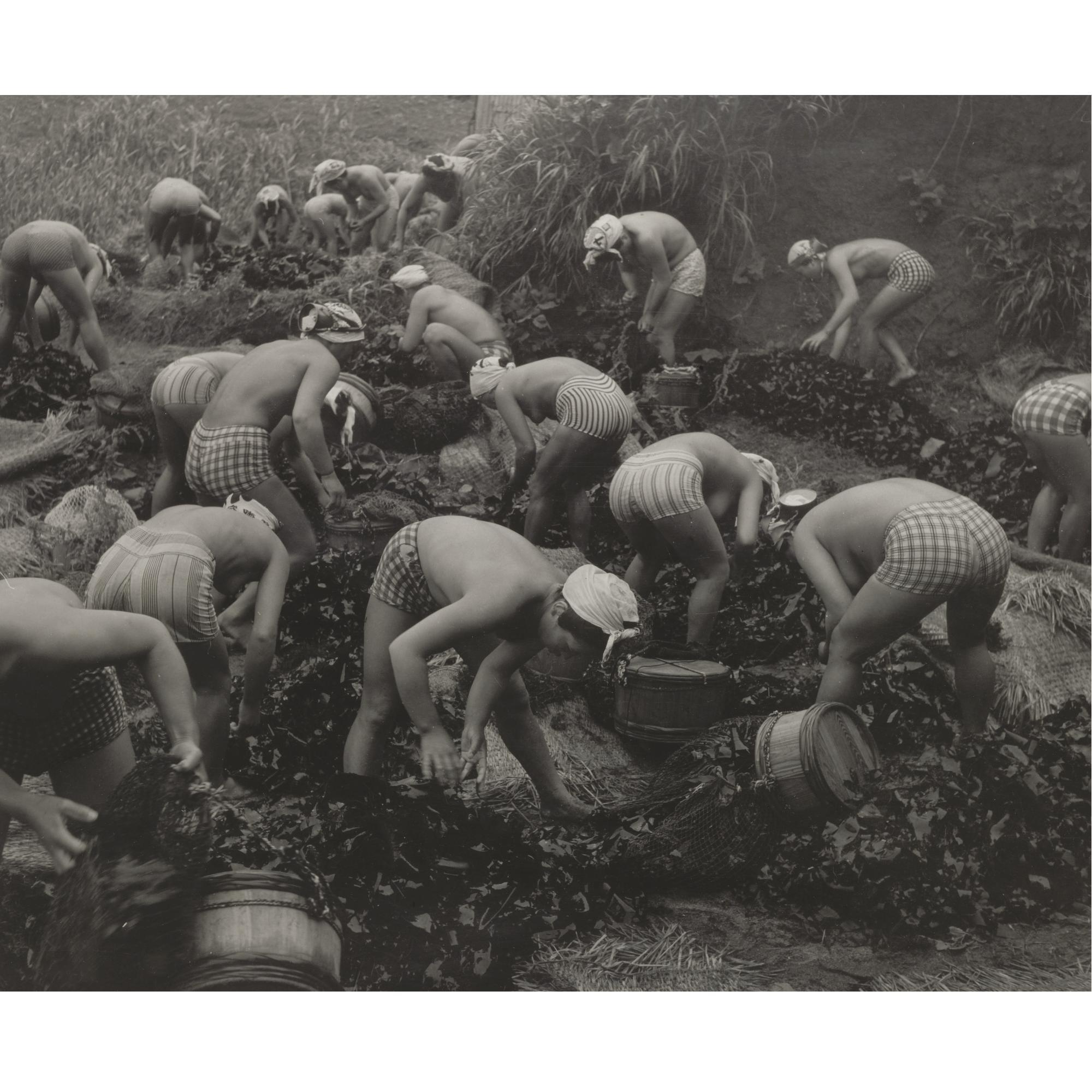 Yoshiyuki Iwase - Seaweed Harvest