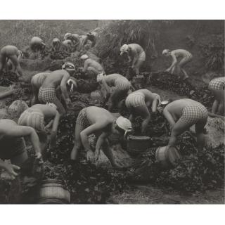 Yoshiyuki Iwase - Seaweed Harvest