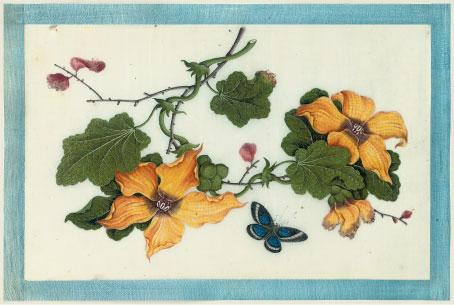 Youqua - An album of twelve botanical studies with insects