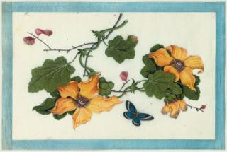 Youqua - An album of twelve botanical studies with insects