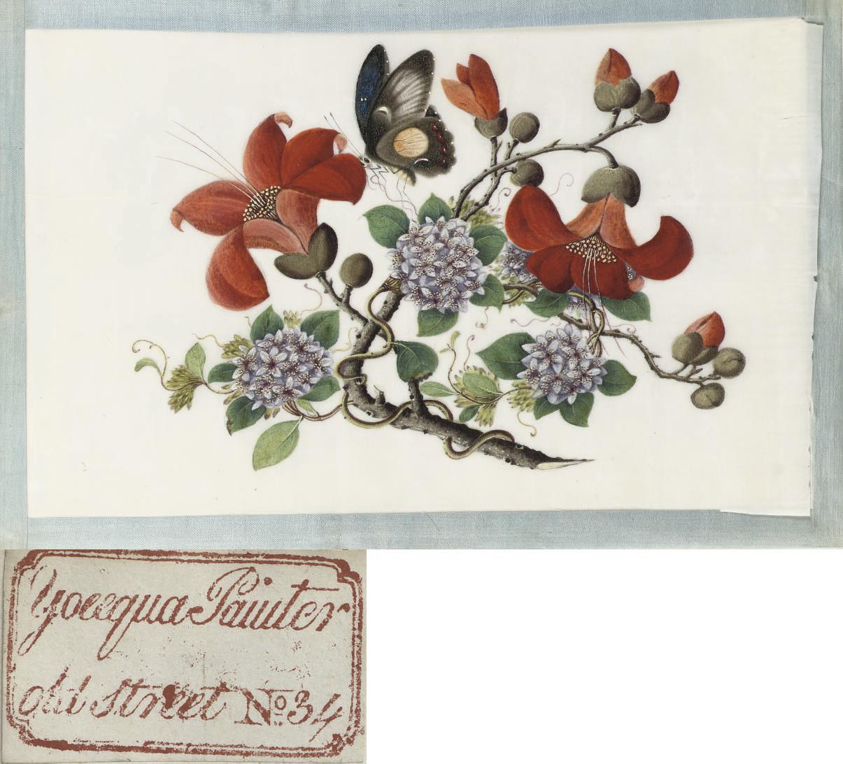 Youqua - An album of twelve leaves of flower-studies