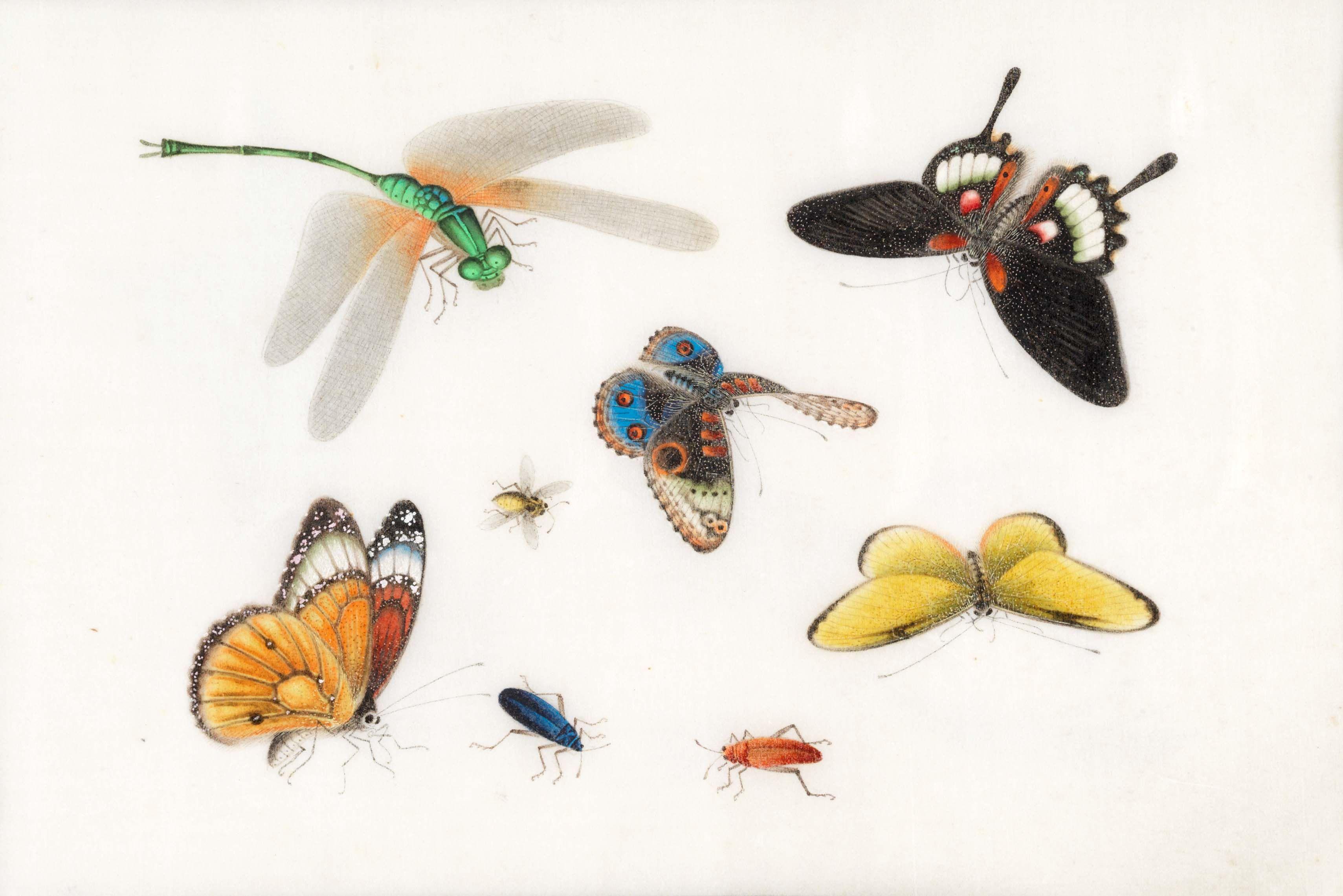 Youqua - An album of twelve leaves of insect studies album size 24.8 x 32.4cm (9 3/4 x 12 3/4in).