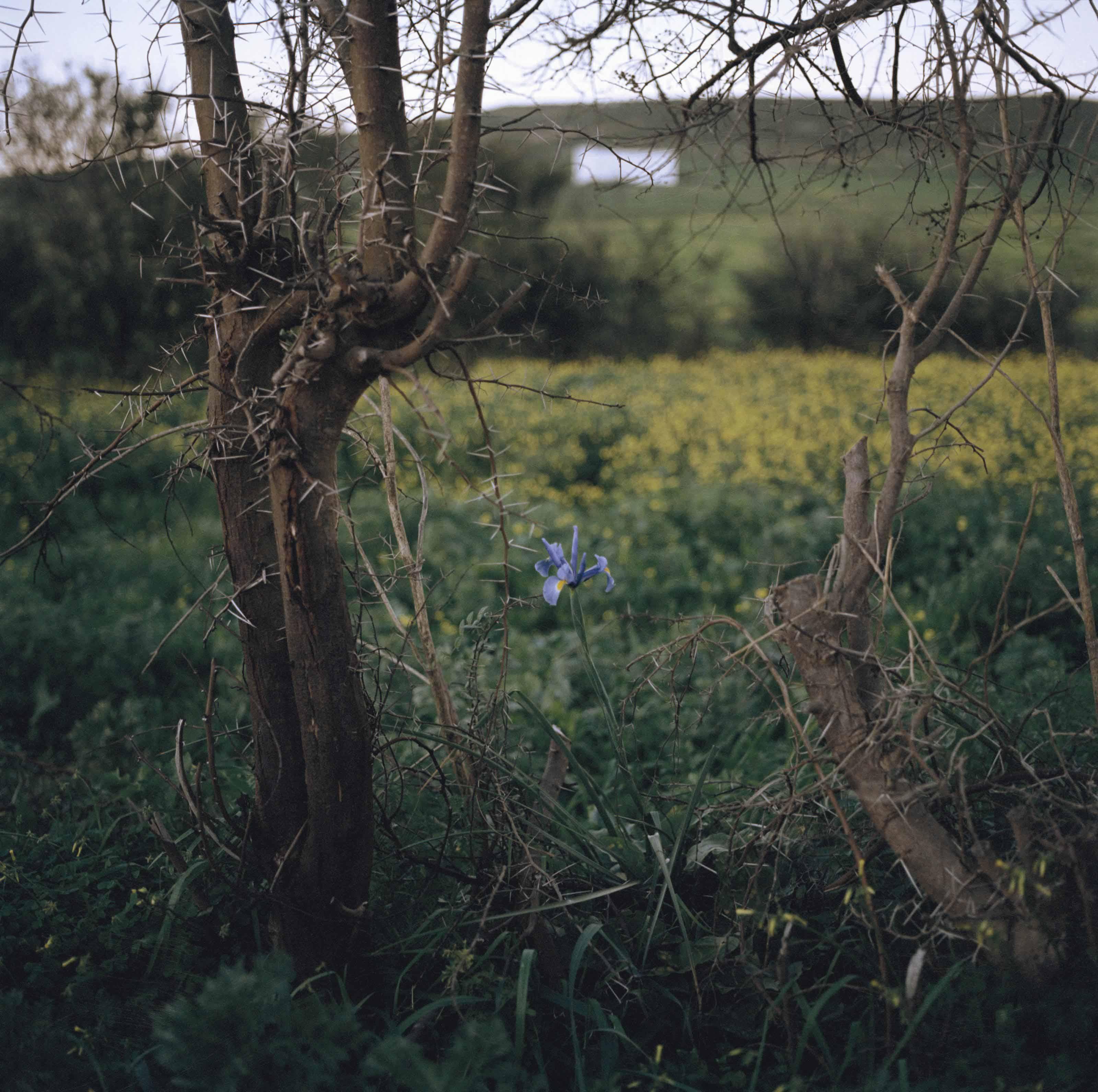 Yto Barrada - Iris et Ronces (Iris Tingitana)