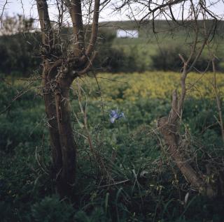 Yto Barrada - Iris et Ronces (Iris Tingitana)