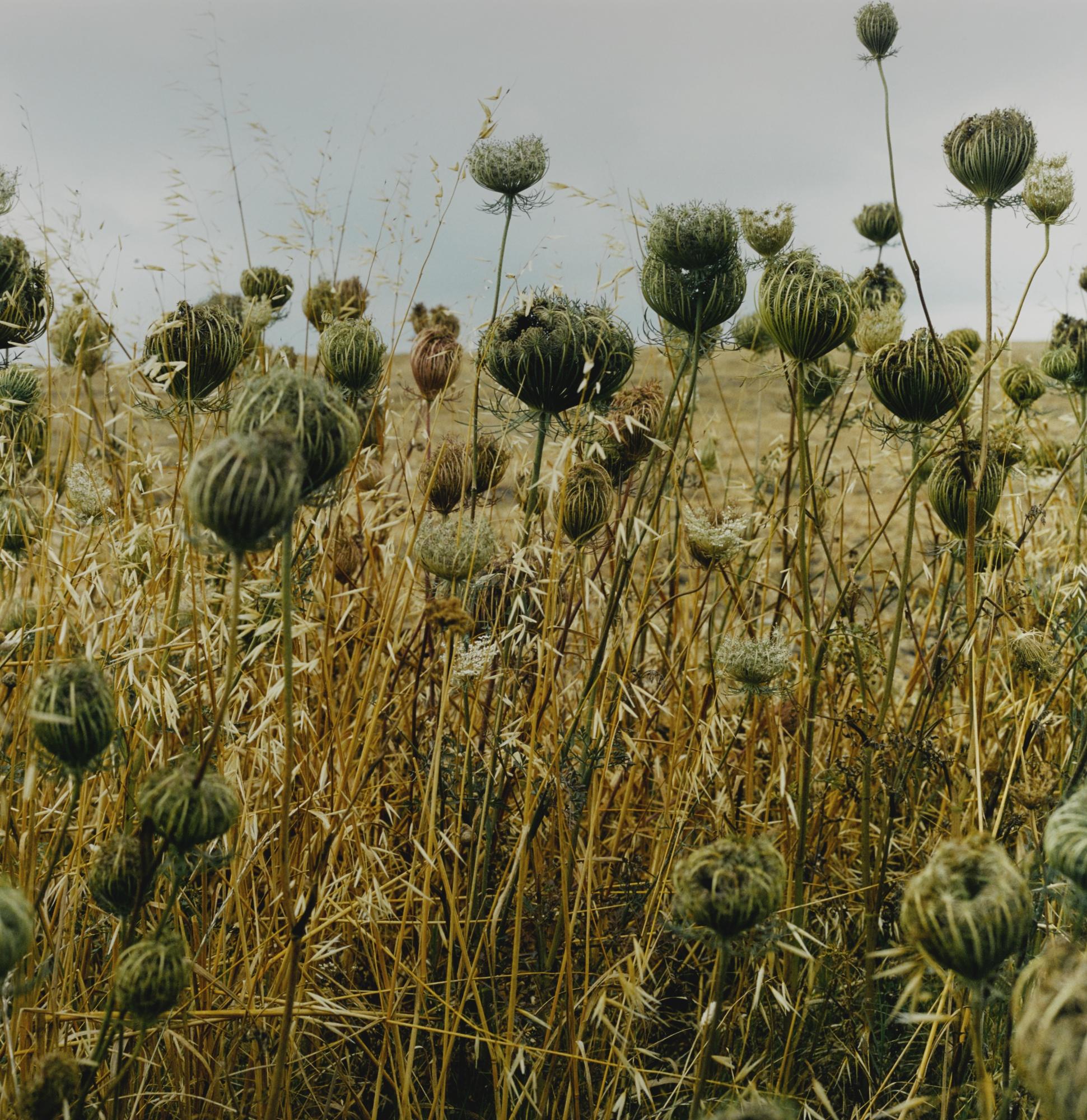 Yto Barrada - The Snail