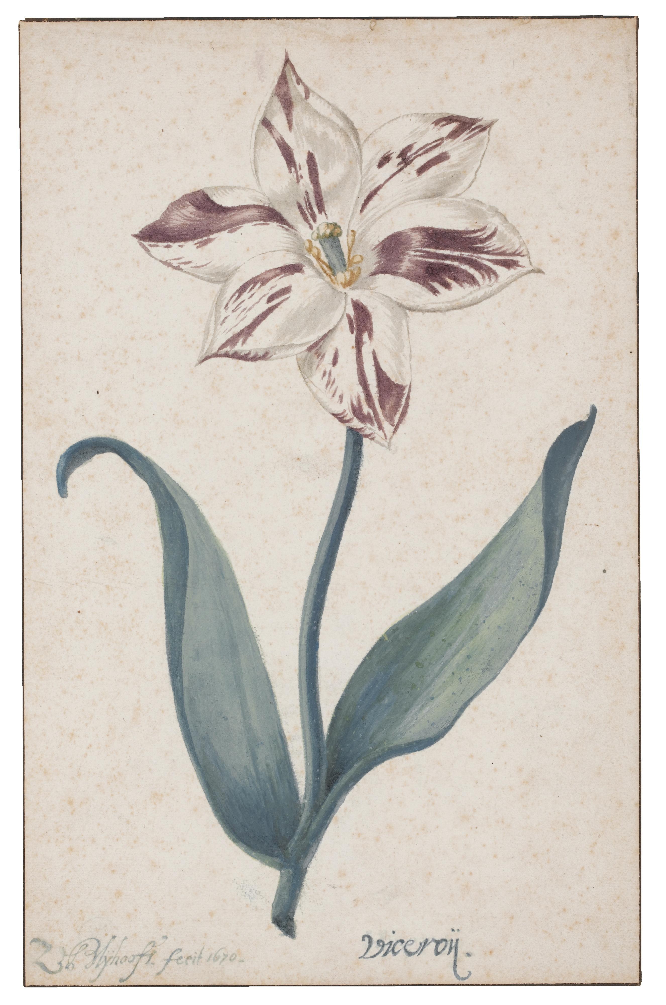 Zacharias Blÿhooft - A Tulip: \'Viceroÿ\'