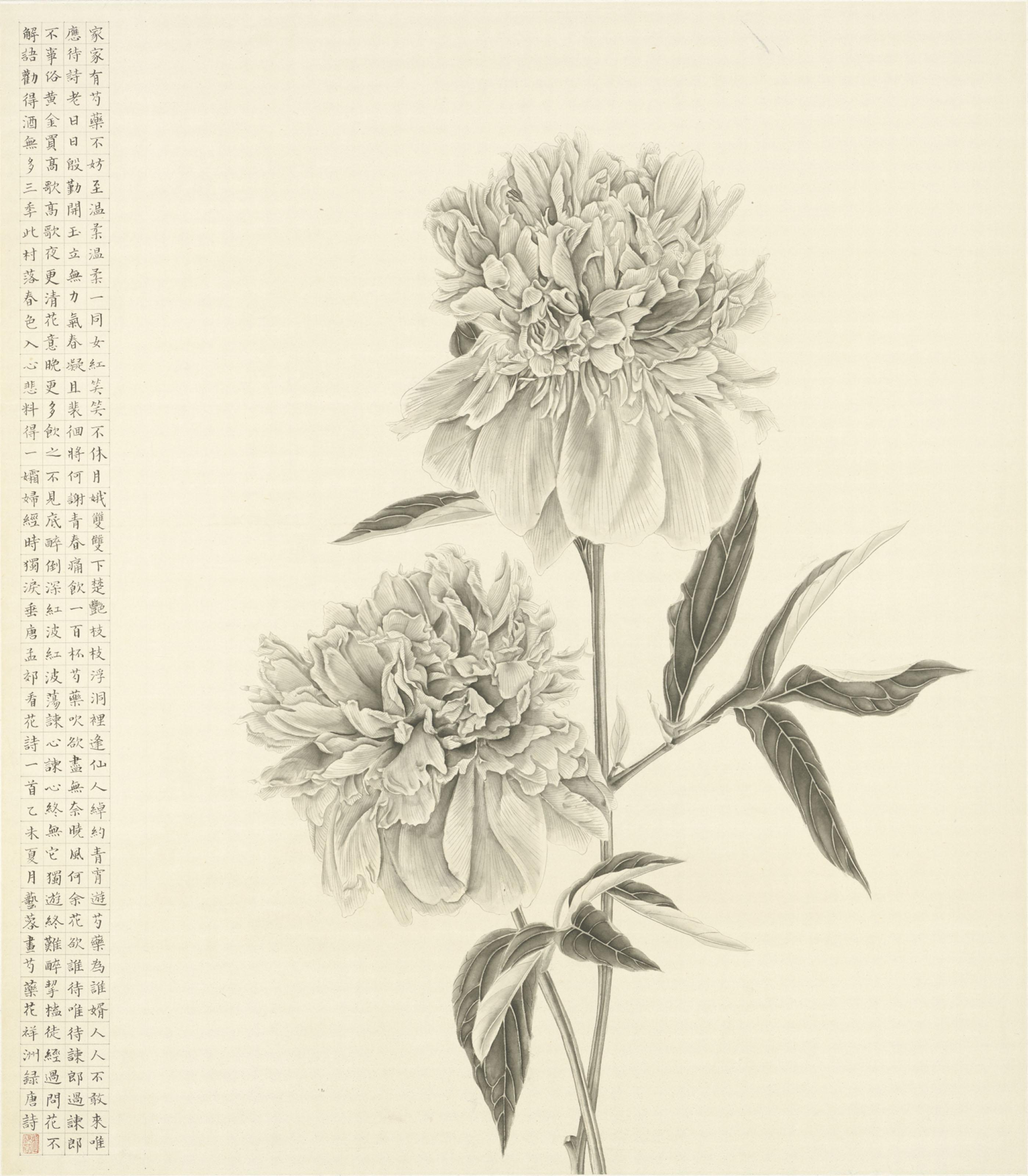 Zhang Yirong - Peony