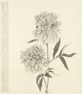 Zhang Yirong - Peony