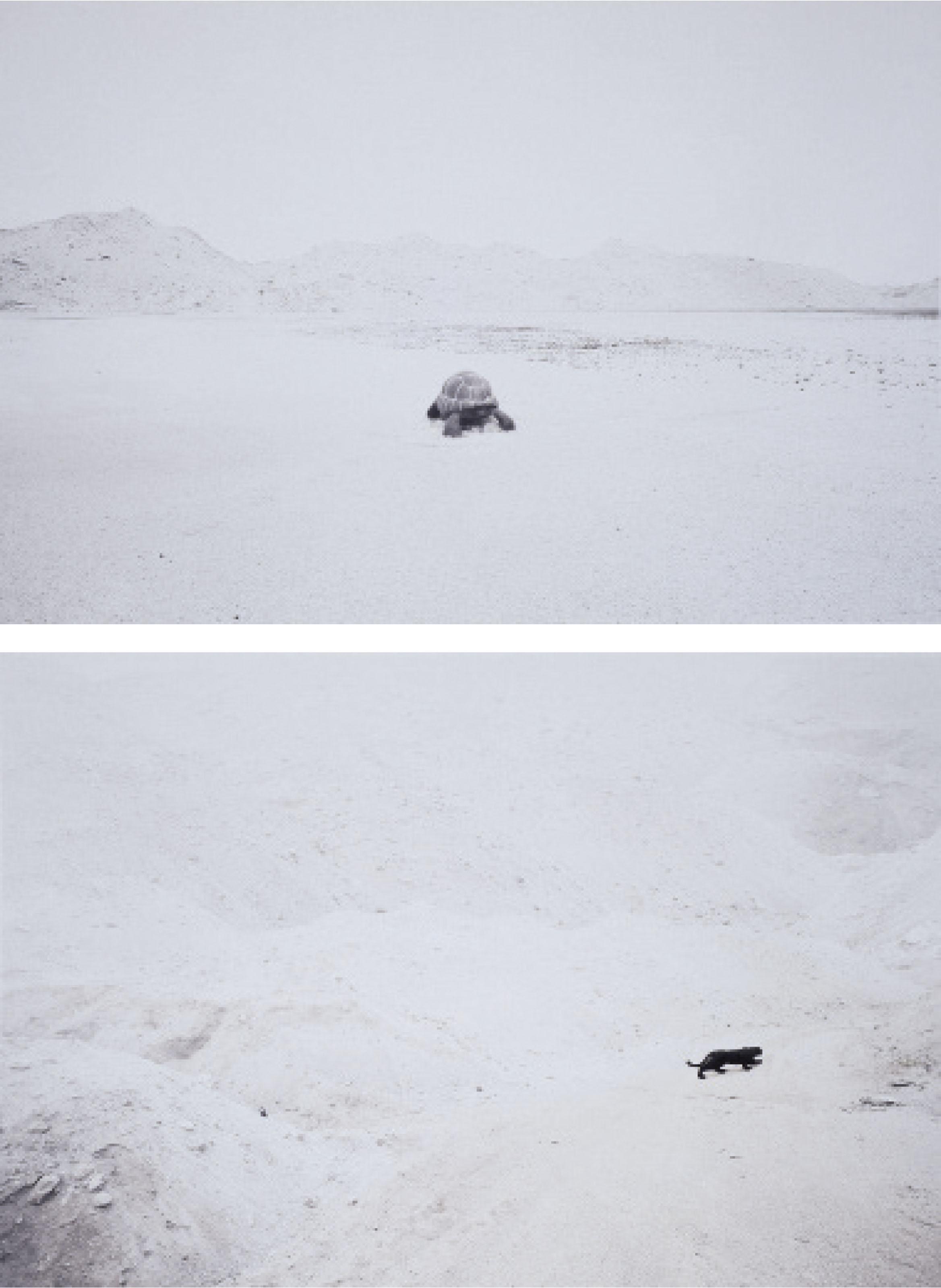 Zhao Renhui - Heavy Oncela and Marezcovas Tortoise