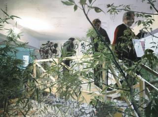 Zheng Guogu - Computer Controlled By Pig\'S Brain: Indoor Courtyard 2