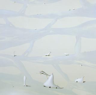 Zulfa Hendra - Di atas pohon (On the tree)